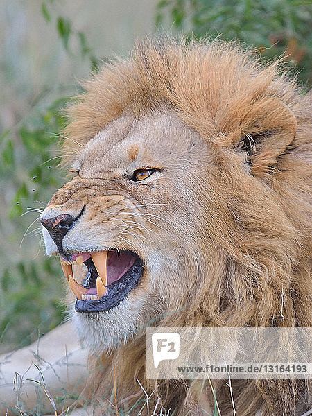 Porträt eines knurrenden Massai-Löwen (Panthera leo nubica)  Mara-Dreieck  Maasai Mara National Reserve  Narok  Kenia  Afrika