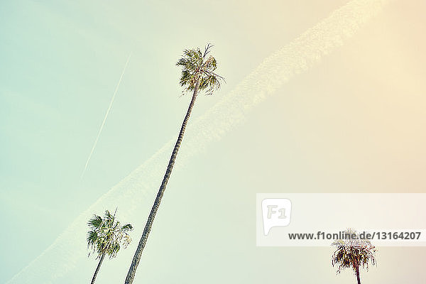 Palmen und klarer Himmel