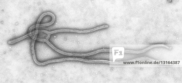 TEM des Ebola-Virus