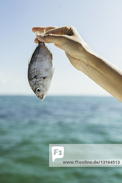 Nahaufnahme einer weiblichen Hand  die einen Fisch hochhält