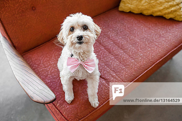 Porträt eines niedlichen Hundes  der auf einem Wohnzimmersofa sitzt
