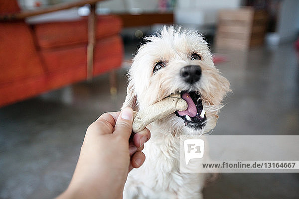 Hand einer jungen Frau füttert Hund mit einem Keks im Wohnzimmer
