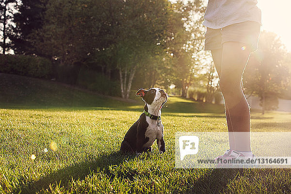 Taille eines Mädchens das einem Boston-Terrier-Welpen das Sitzen beibringt