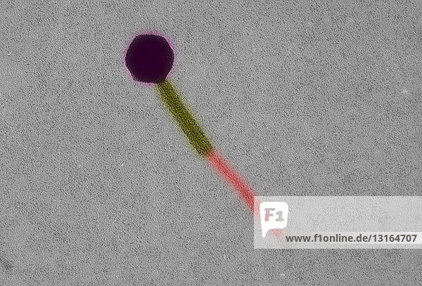 Elektronenmikroskopische Aufnahme des Bakteriophagen Escherichia coli