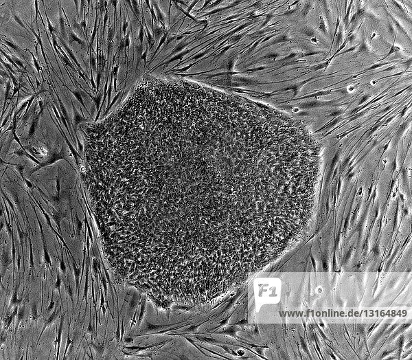 Mikrofotografische Aufnahme embryonaler Stammzellen
