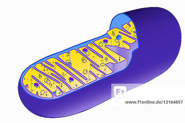 Illustration of mitochondrion structure