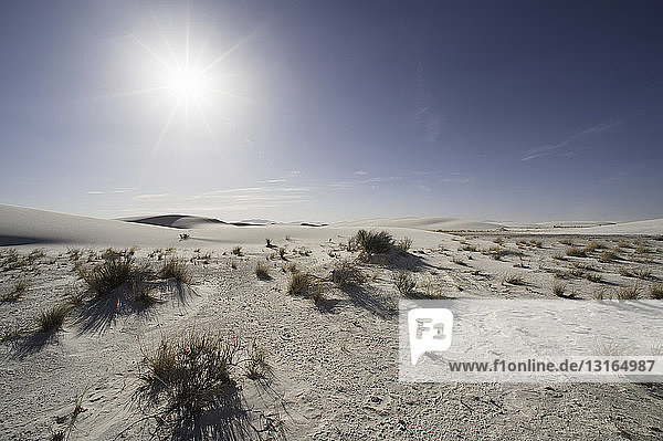 Sanddünen und Sträucher  Weiße Sande  New Mexico  USA