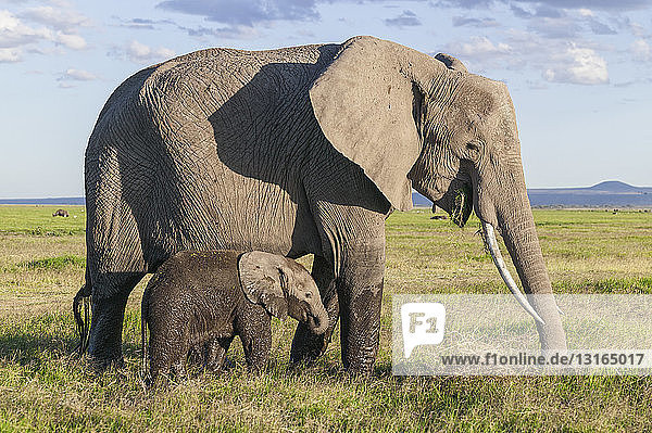 Afrikanischer Elefant (Loxodonta africana)