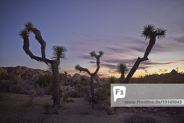 Joshua Tree National Park California USA