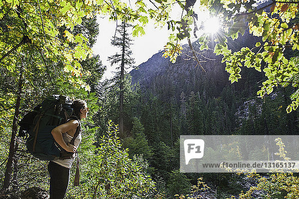 Junge Wanderin im Wald  Trinity Alps  Kalifornien  USA