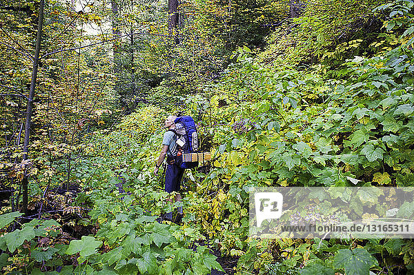 Junger männlicher Wanderer im Wald  Trinity Alps  Kalifornien  USA