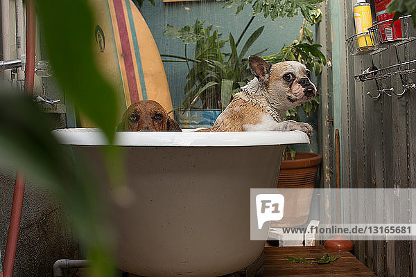 Basset-Hund und nasse französische Bulldogge in der Badewanne vor der Kamera