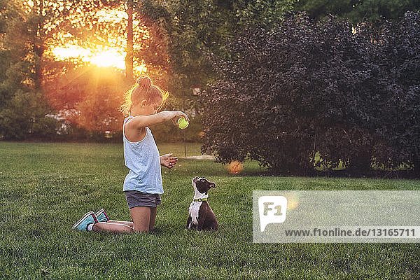 Seitenansicht eines Mädchens  das auf Rasen kniet und einen Tennisball benutzt  um einen Boston-Terrier-Welpen zu unterrichten