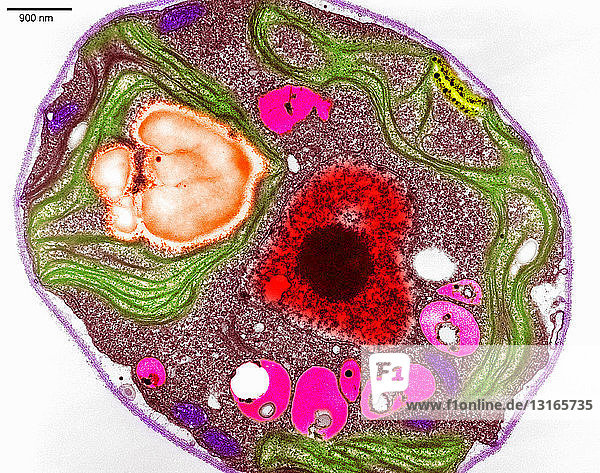 Scanning electron micrograph of algae