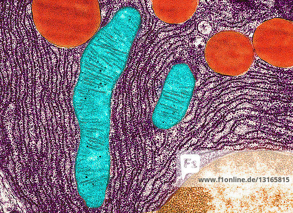 Transmission Electron micrograph pancreas
