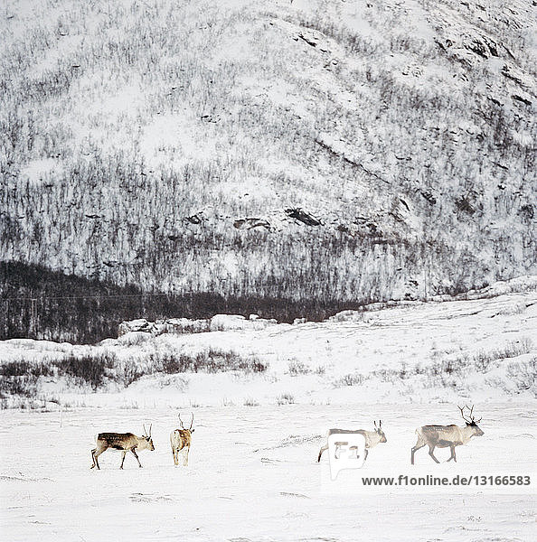 Wildtiere in verschneiter Winterlandschaft