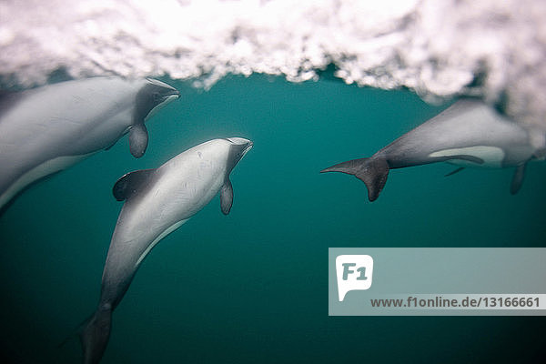 Hector-Delphine schwimmen unter Wasser
