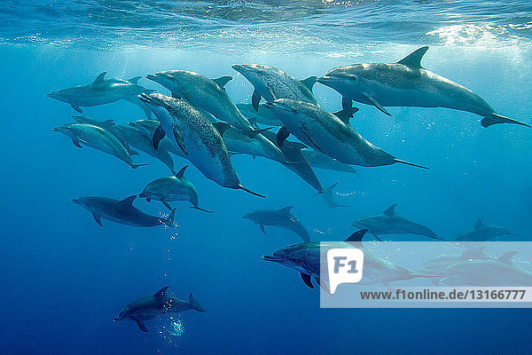 Unter Wasser schwimmende Delfine