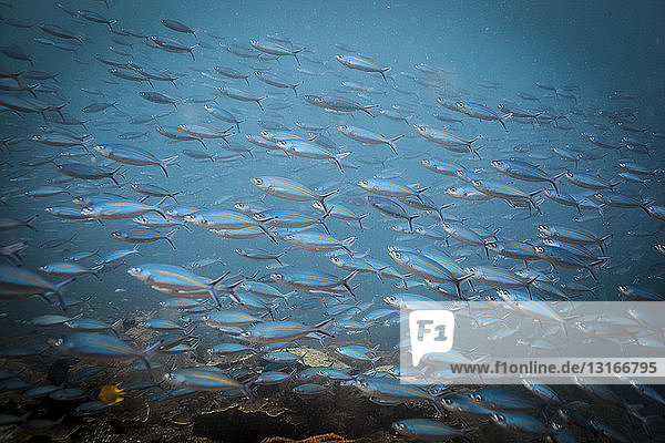 Schwarm zweizeiliger Füsilierfische (pterocaesio digramma)  Sumbawa  Indonesien