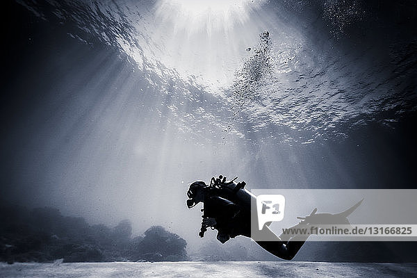 Scherenschnitt-Taucher schwimmt in der Nähe eines Korallenriffs  Lombok  Indonesien