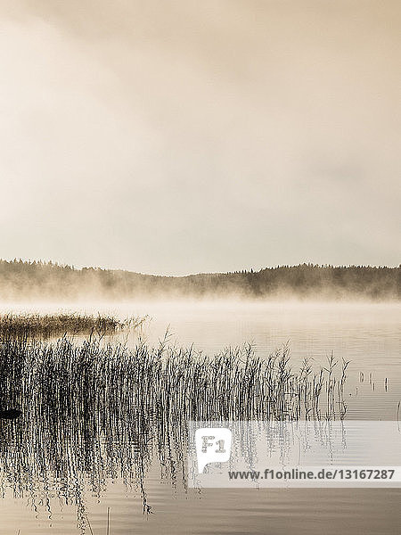 Silhouettiertes Schilf am nebligen Seeufer bei Sonnenaufgang  Orivesi  Finnland