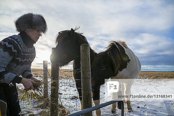 Ausgewachsene Frau beim Füttern eines Ponys auf schneebedecktem Feld  Island