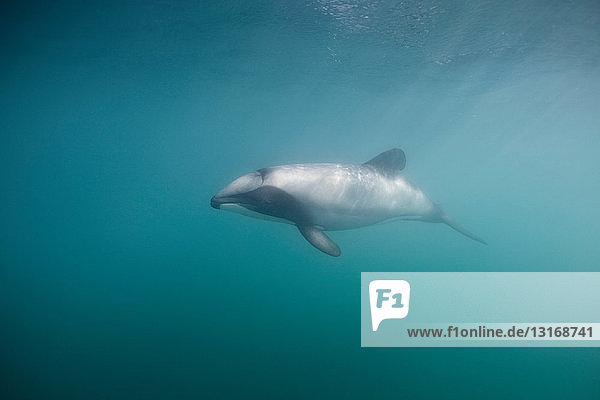 Hector-Delphin schwimmt unter Wasser