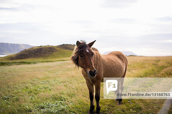 Pferd in Feldlandschaft  Blick in die Kamera  Island