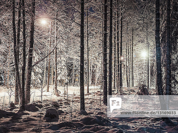 Verschneiter Wald  bei Nacht  Lahti  Finnland