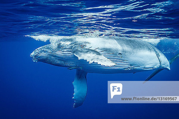 Buckelwal schwimmt unter Wasser