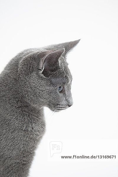 Side view of Russian Blue cat