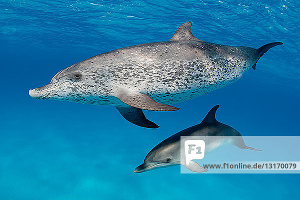 Delfine schwimmen in tropischem Wasser