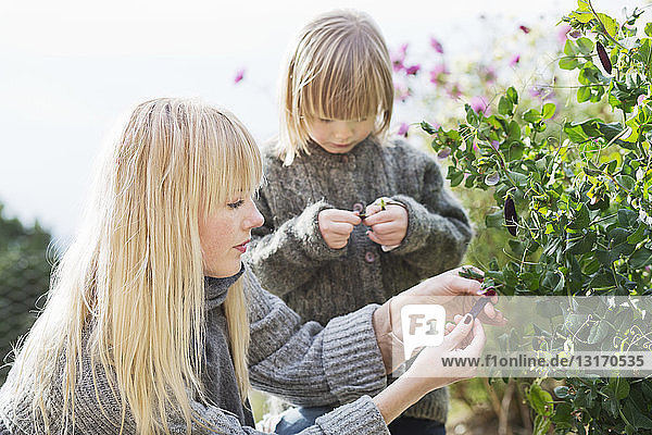 Mittlere erwachsene Frau und Sohn hüten Busch im Bio-Garten