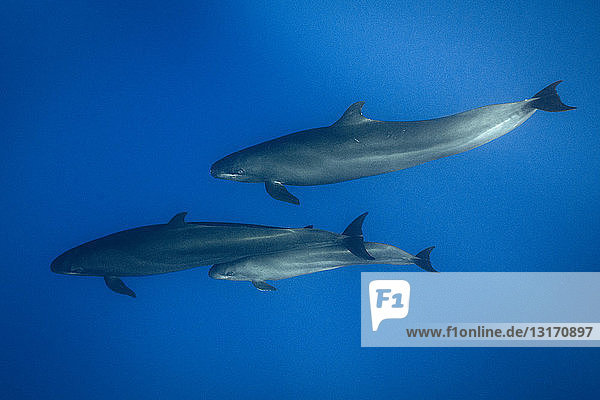 Pilot whales Pico Portugal