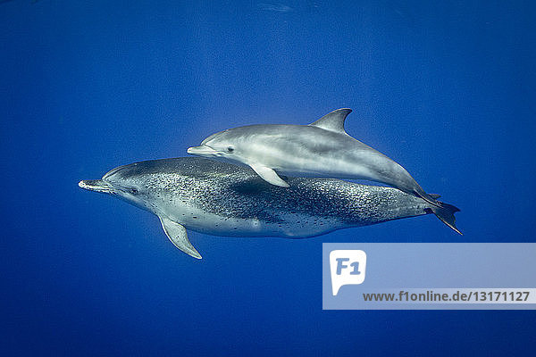 Atlantic spotted dolphins Pico Azores Islands Portugal