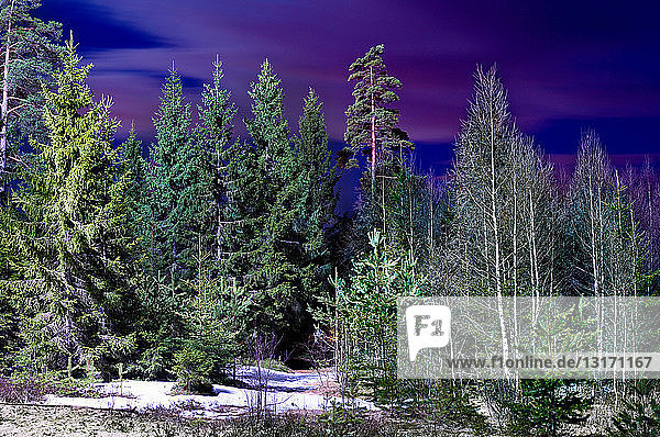 Wald bei Nacht