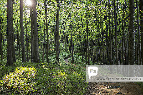 Germany  Mecklenburg-Western Pomerania  Ruegen  Jasmund National Park  hikers in beech forest on hiking trail
