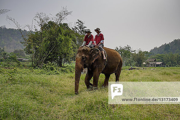 Thailand  Provinz Chiang Mai  Ran Tong Elefanten-Schutzgebiet  Elefanten-Trekking