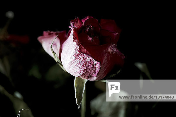 Verwelkte rosa Rose auf schwarzem Hintergrund  Nahaufnahme