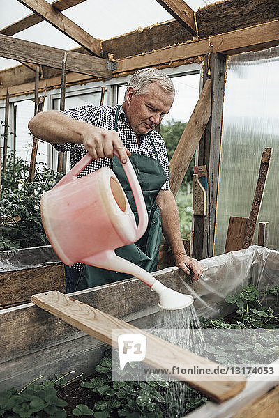 Mature man  gardener in greenhouse watering plants
