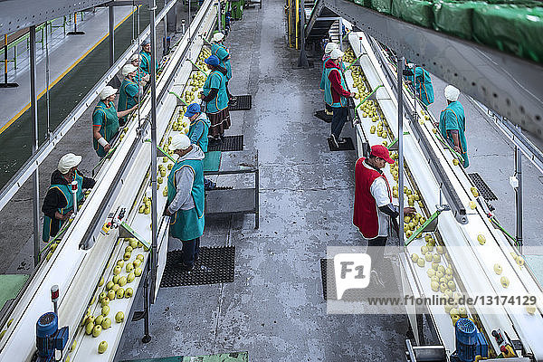 Frauen arbeiten in einer Apfel-Fabrik