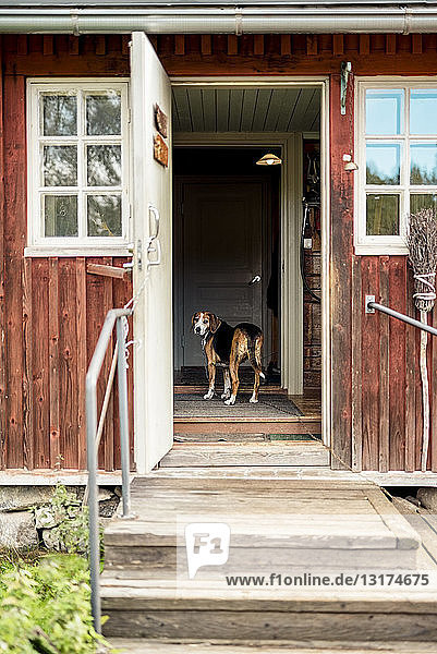 Hund steht bei geöffneter Tür im Ferienhaus und schaut nach draußen