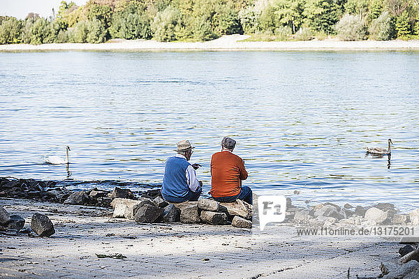 Zwei alte Freunde sitzen am Flussufer und beobachten Schwäne