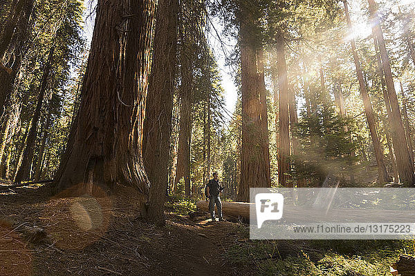 USA  Kalifornien  Sequoia-Nationalpark  Sequoia-Baum und Mensch  Sonnenlicht