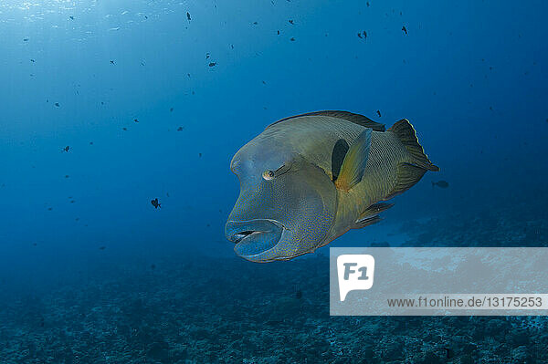 Palau  Napoleon-Fisch  Cheilinus undulatus