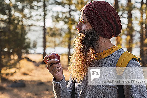 USA  North California  bearded man eating an apple in a forest near Lassen Volcanic National Park