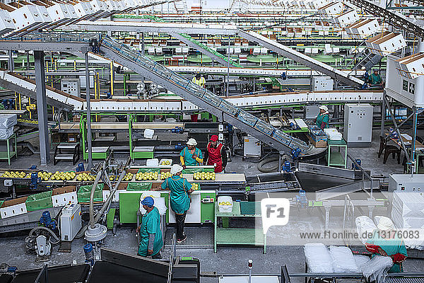 Menschen  die in einer Apfel-Fabrik arbeiten