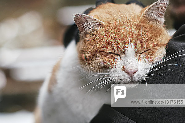 Portrait of cat relaxing with head on shoulder of owner