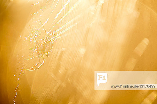 Südafrika  Spinne im Netz  Sonnenlicht