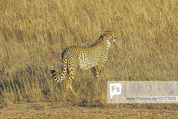 South Africa Kalahari Transfrontier Park Cheetah Acinonyx jubatus